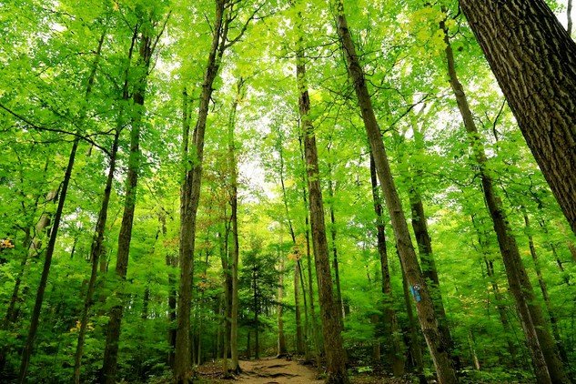 The Enchanting Beauty of Arashiyama Bamboo grove is in Japan.