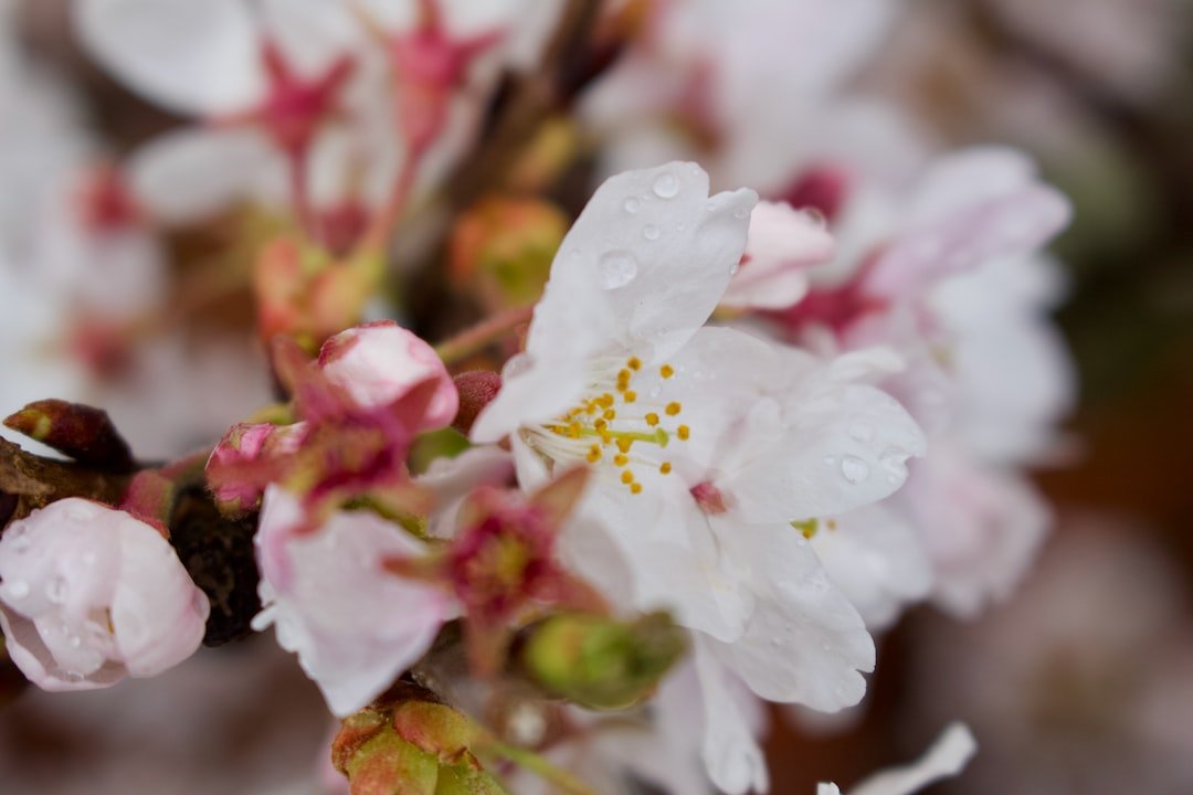 Explore the Flavors of Japan: Cherry Blossom-Inspired Food